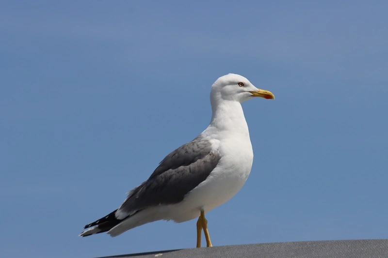 IMG_8046.JPG