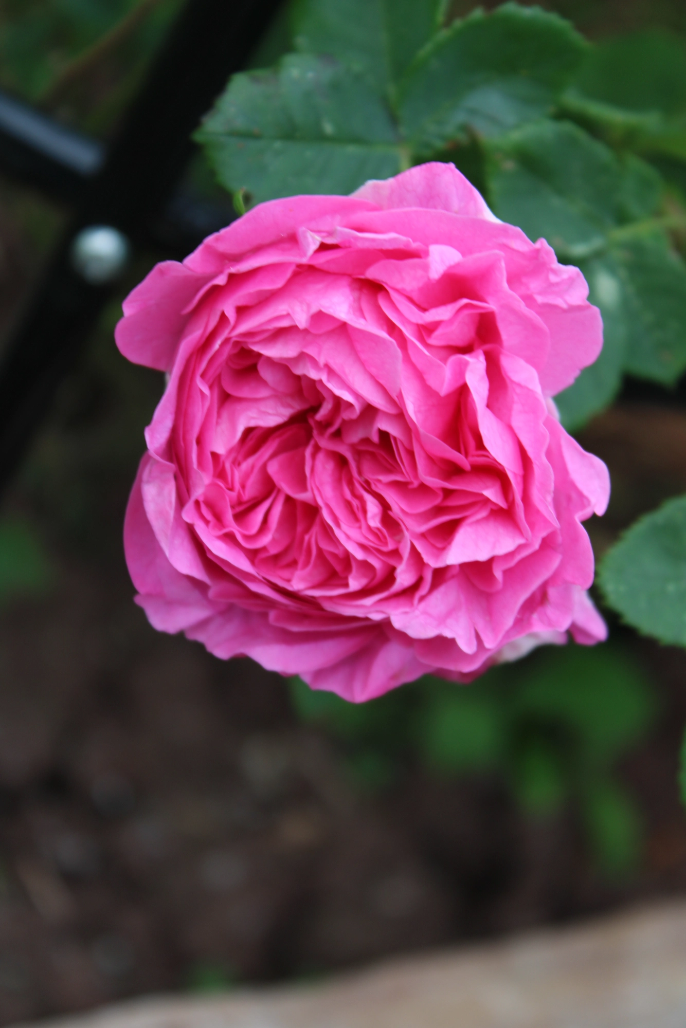 IMG_8163.webp