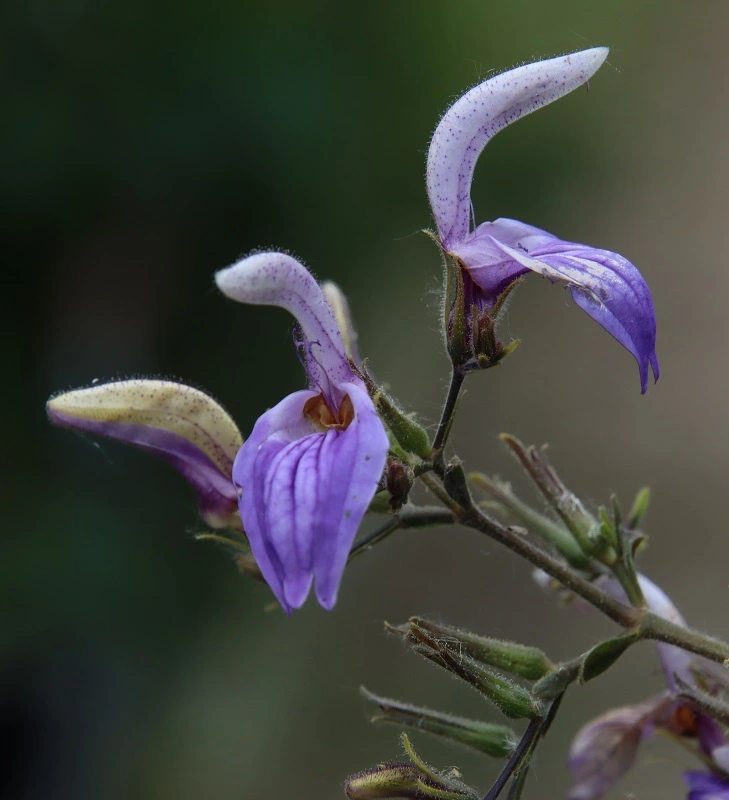 IMG_8232.webp IMG_8232.webp