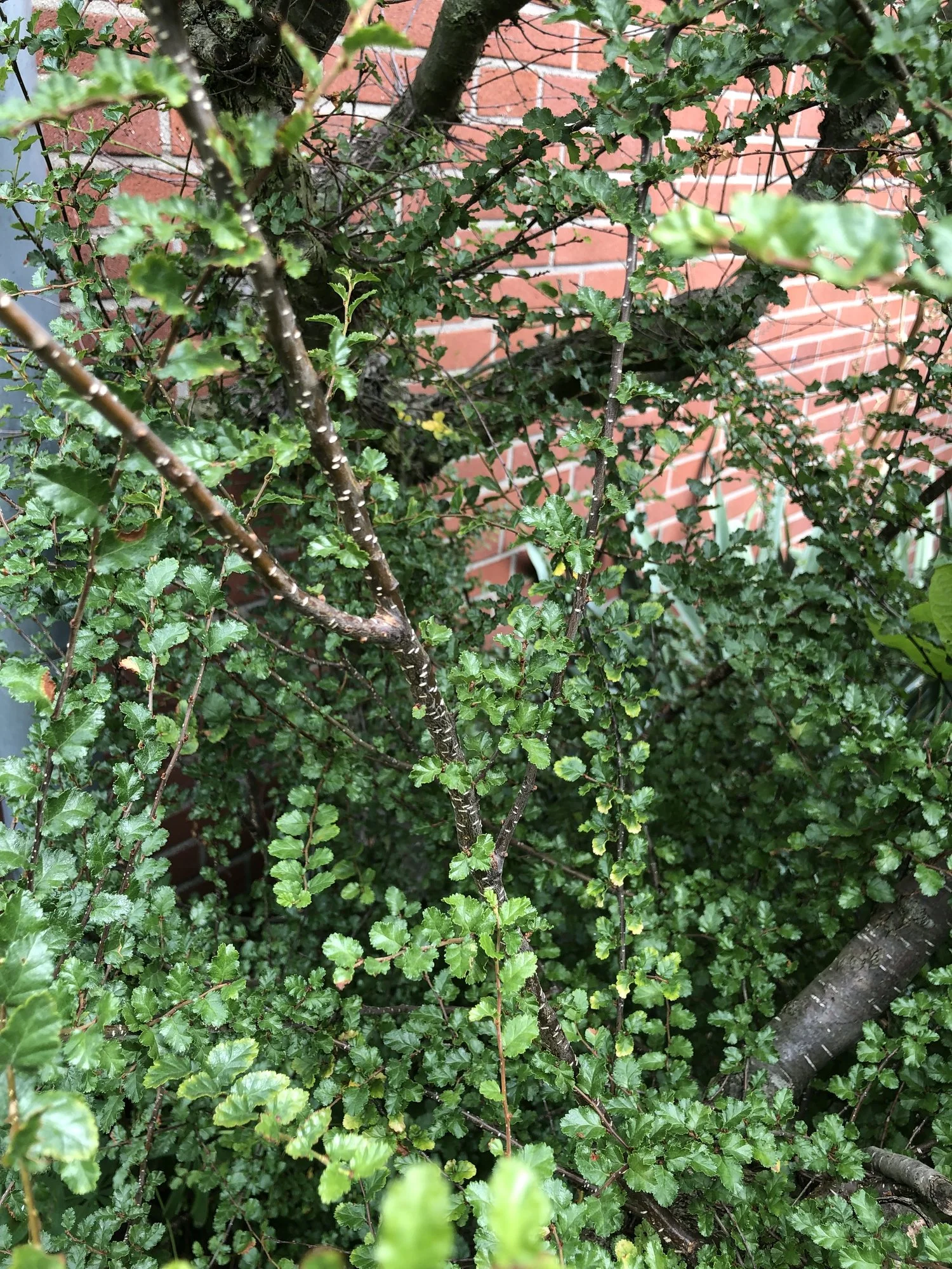 Gelöst Was für ein Baum ist das? Antarktische Scheinbuche