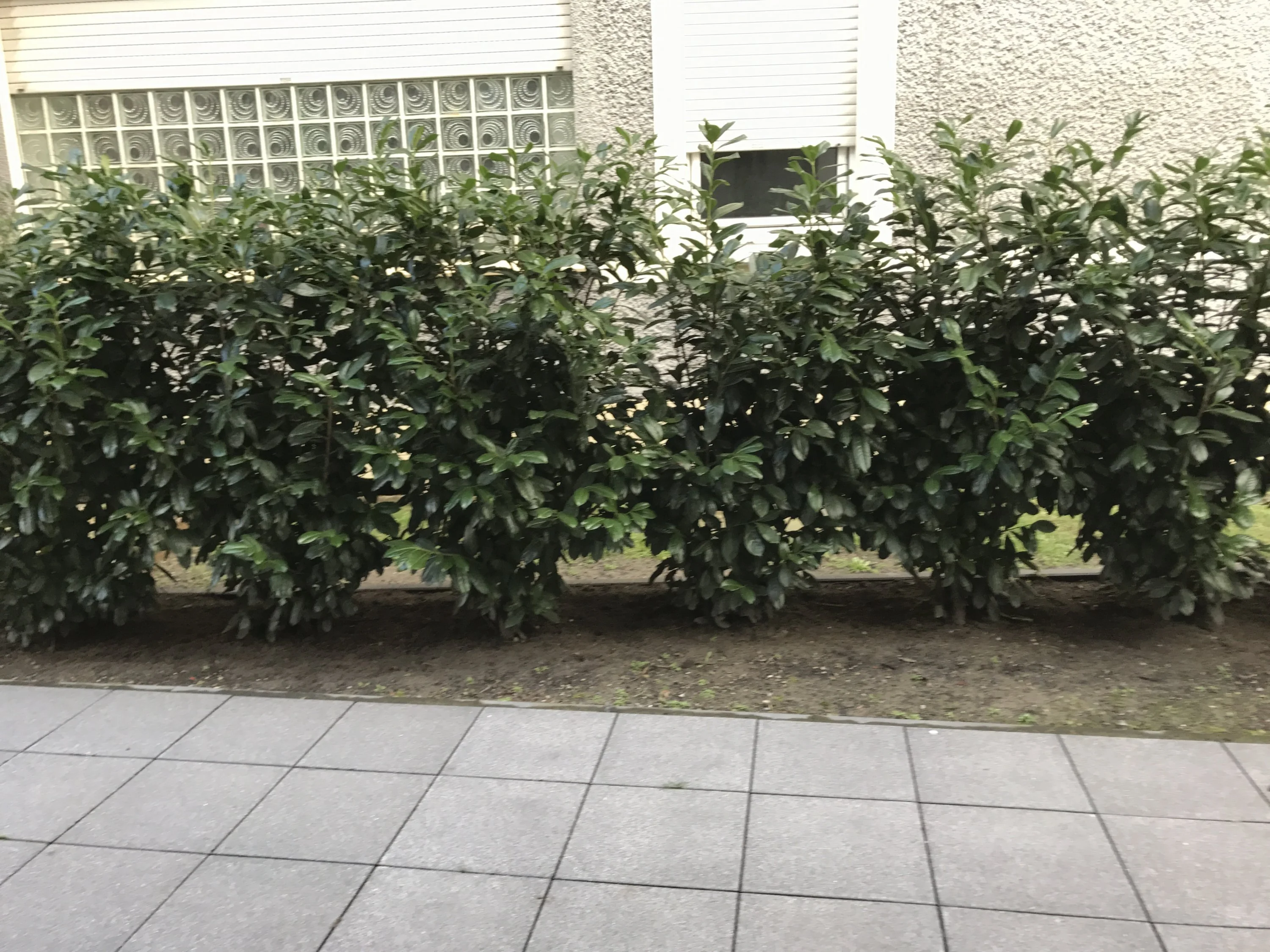 Wie Kirschlorbeer schneiden,damit Hecke hoch/dicht wird