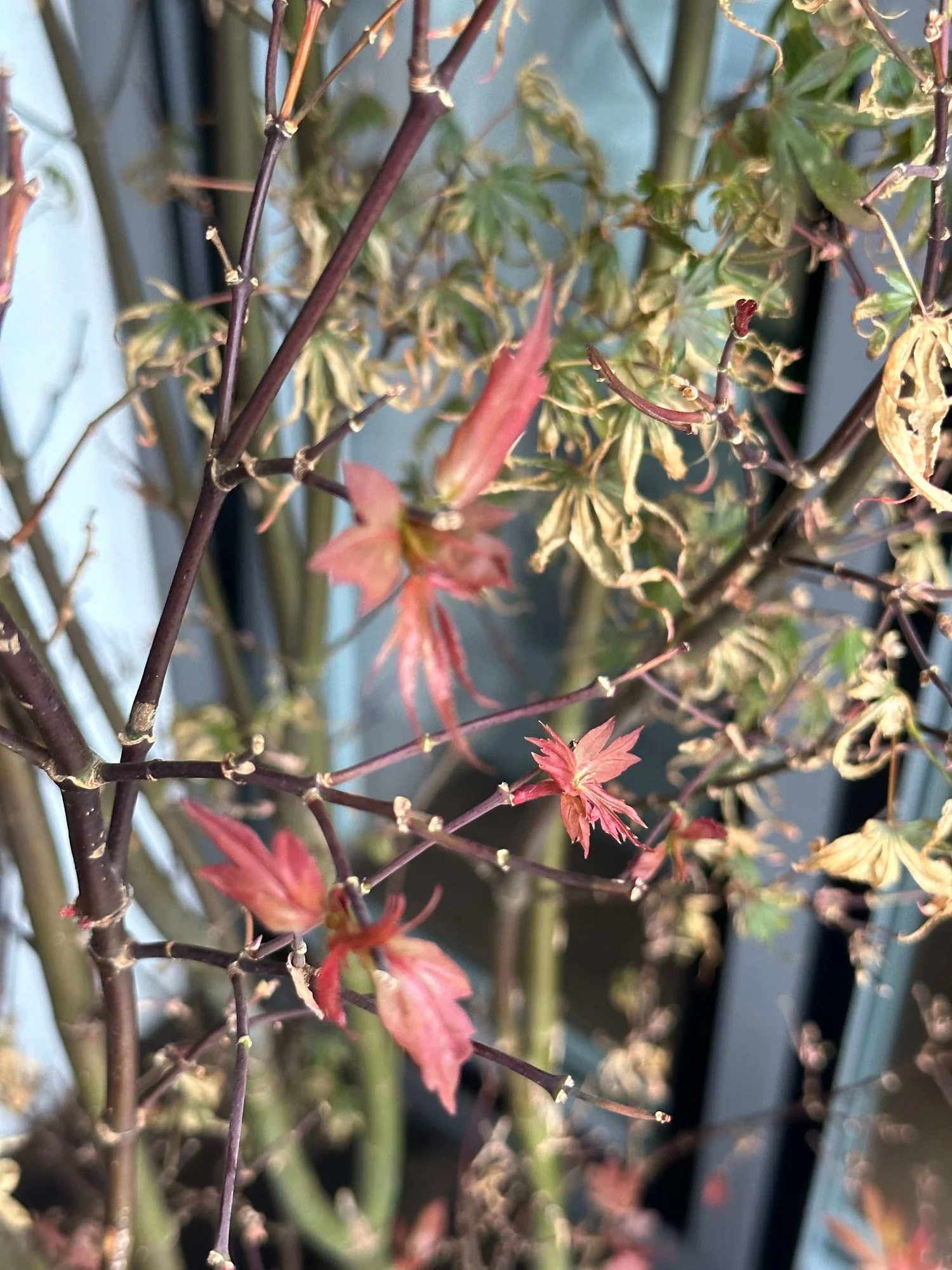 IMG_8510 2.webp IMG_8510 2.webp