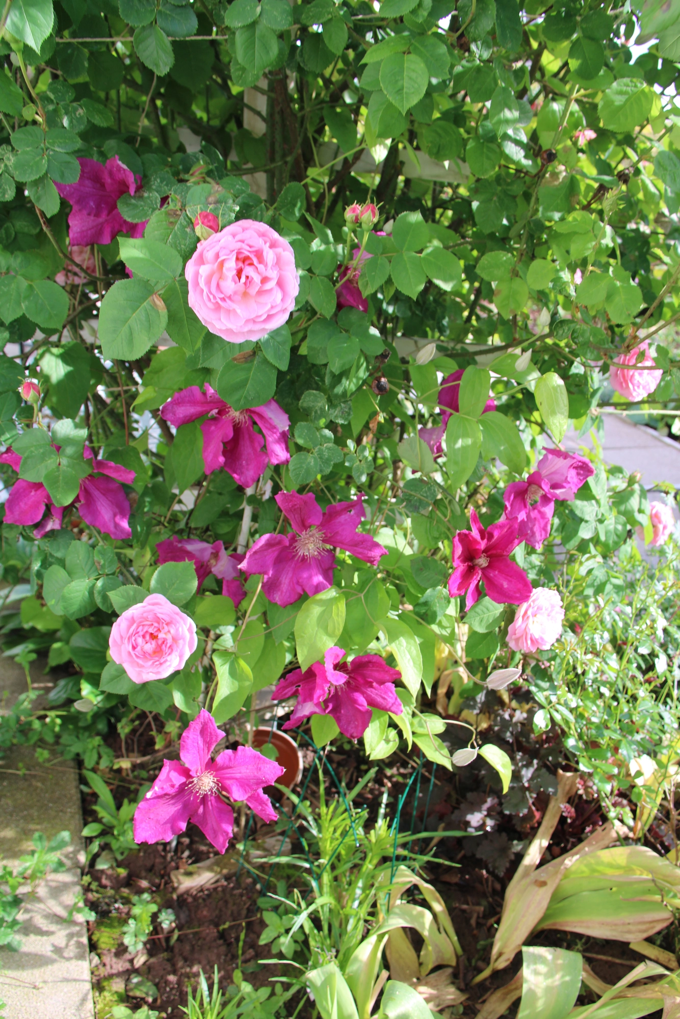 IMG_8521.webp