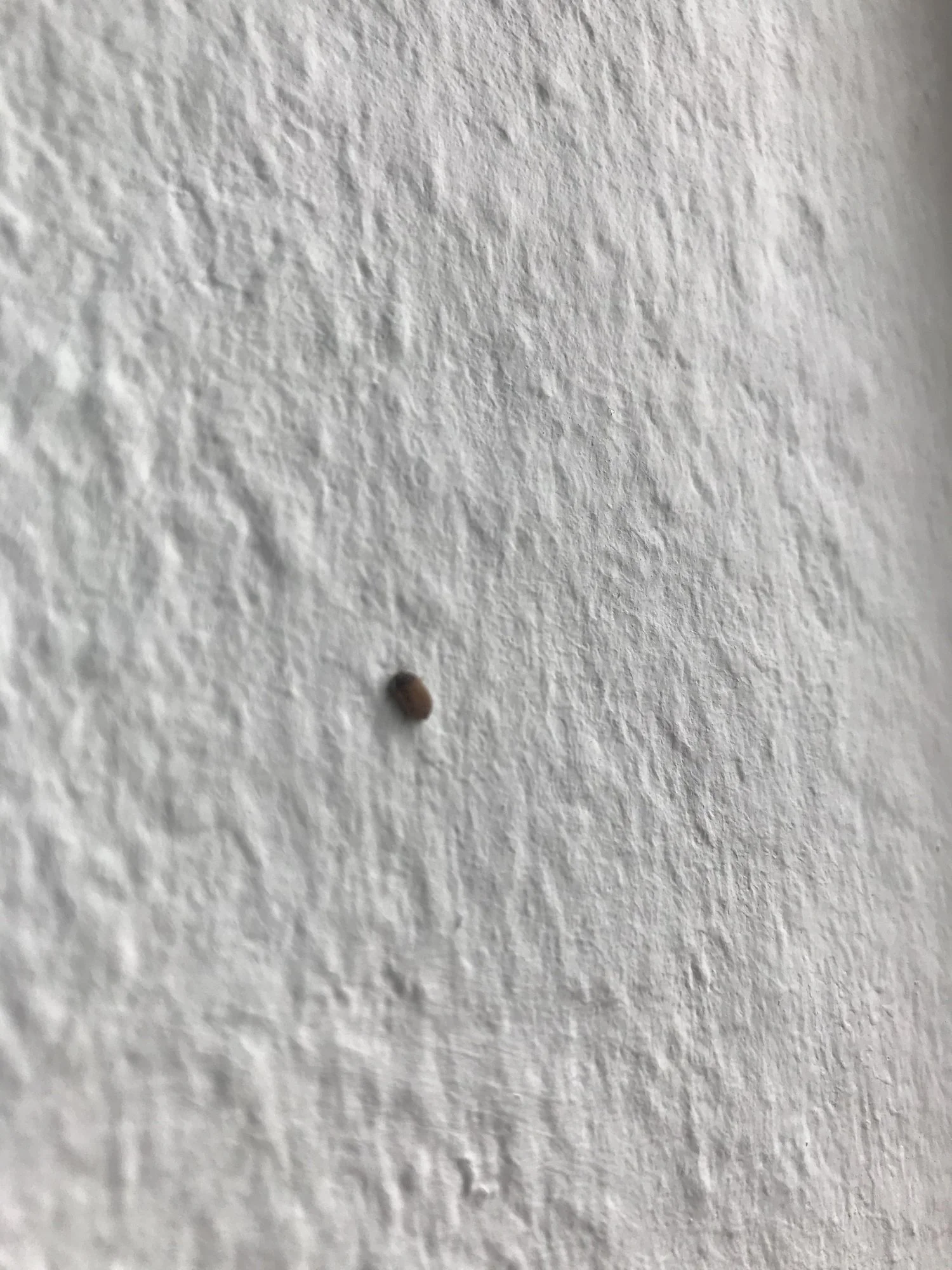Käfer im Schlafzimmer bitte um Hilfe