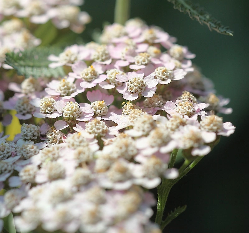 IMG_8740.webp