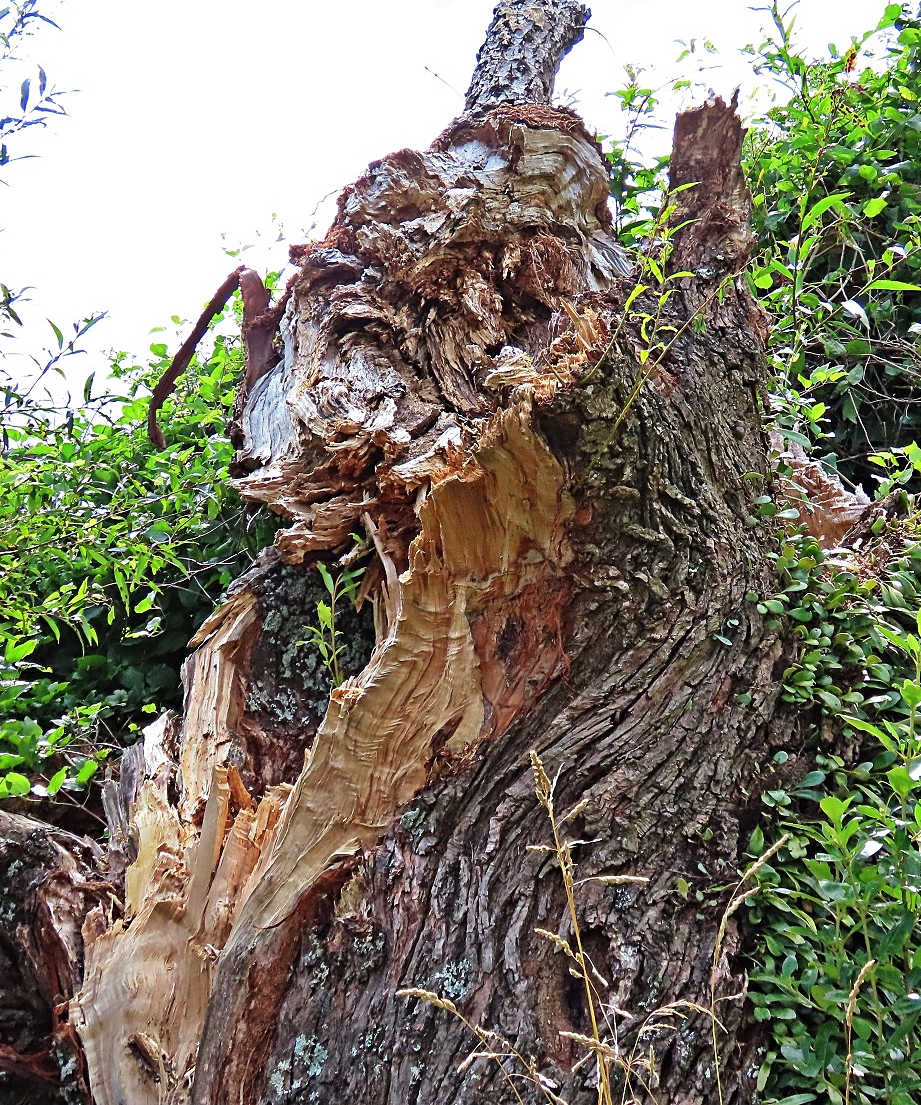 IMG_8861 - Copy.webp