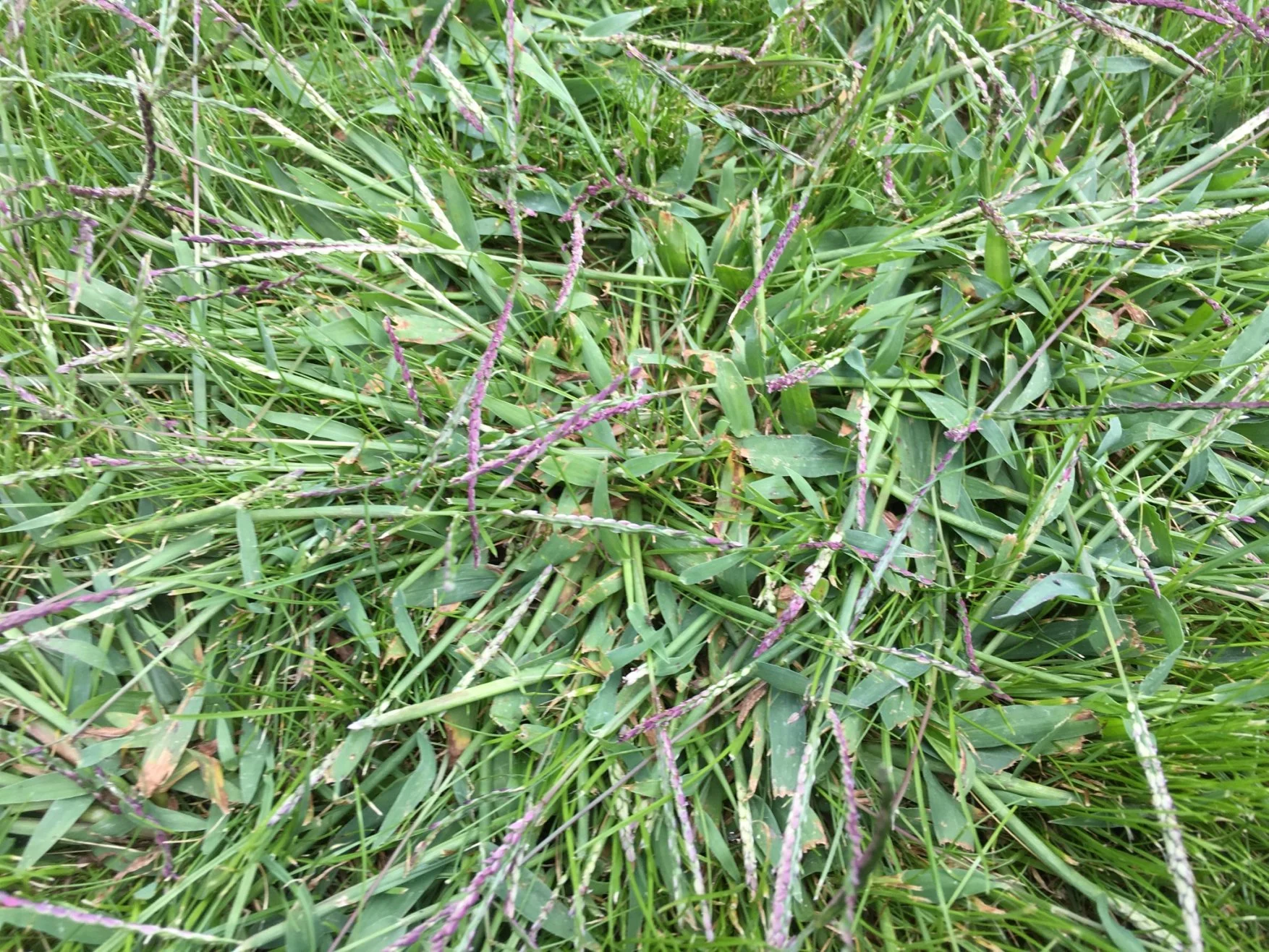 Rasenproblem / Hirse?