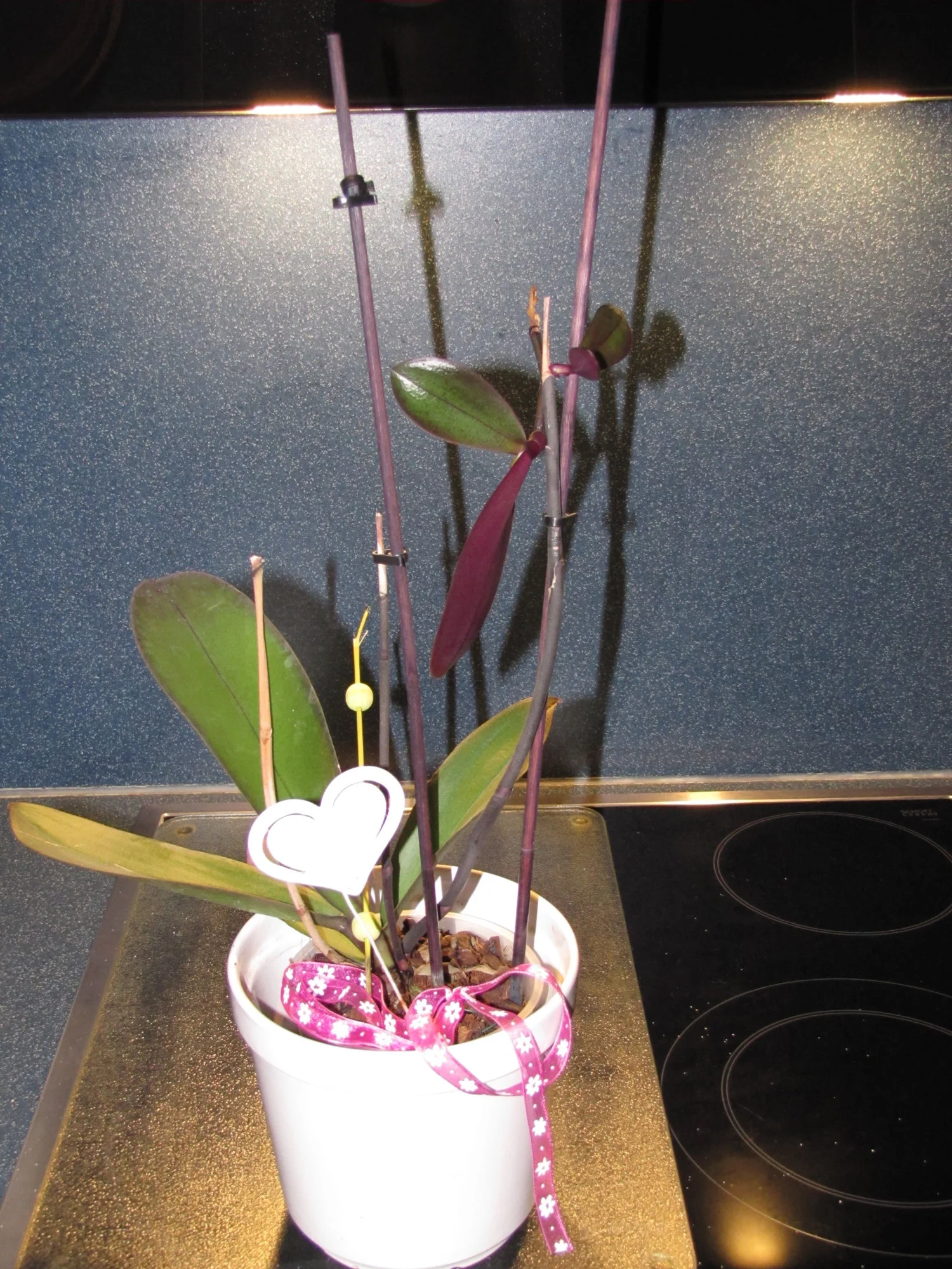 IMG_8989.webp