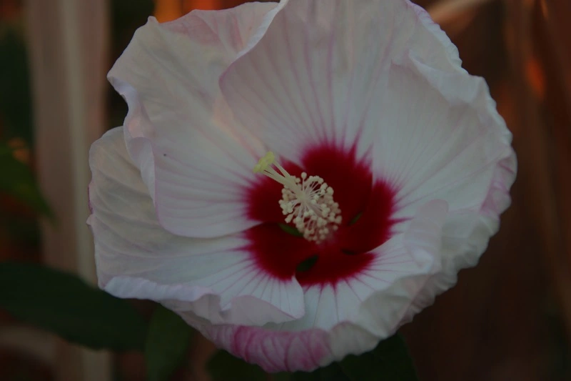 IMG_9003.webp