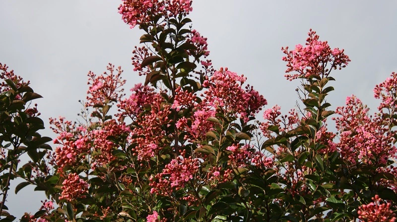 IMG_9402.webp