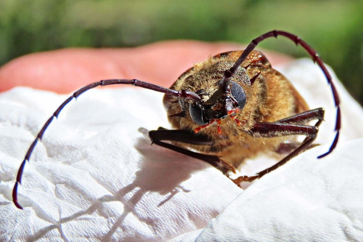 IMG_9463 N (2)v.webp