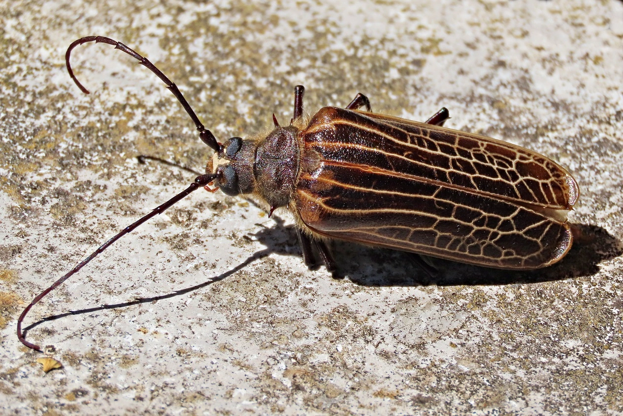 IMG_9469 N (4)btv.webp