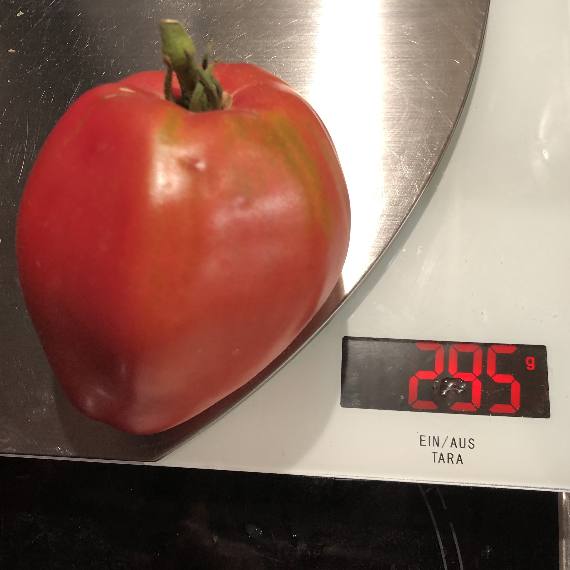 die-dickste-tomate-in-2021-hausgarten