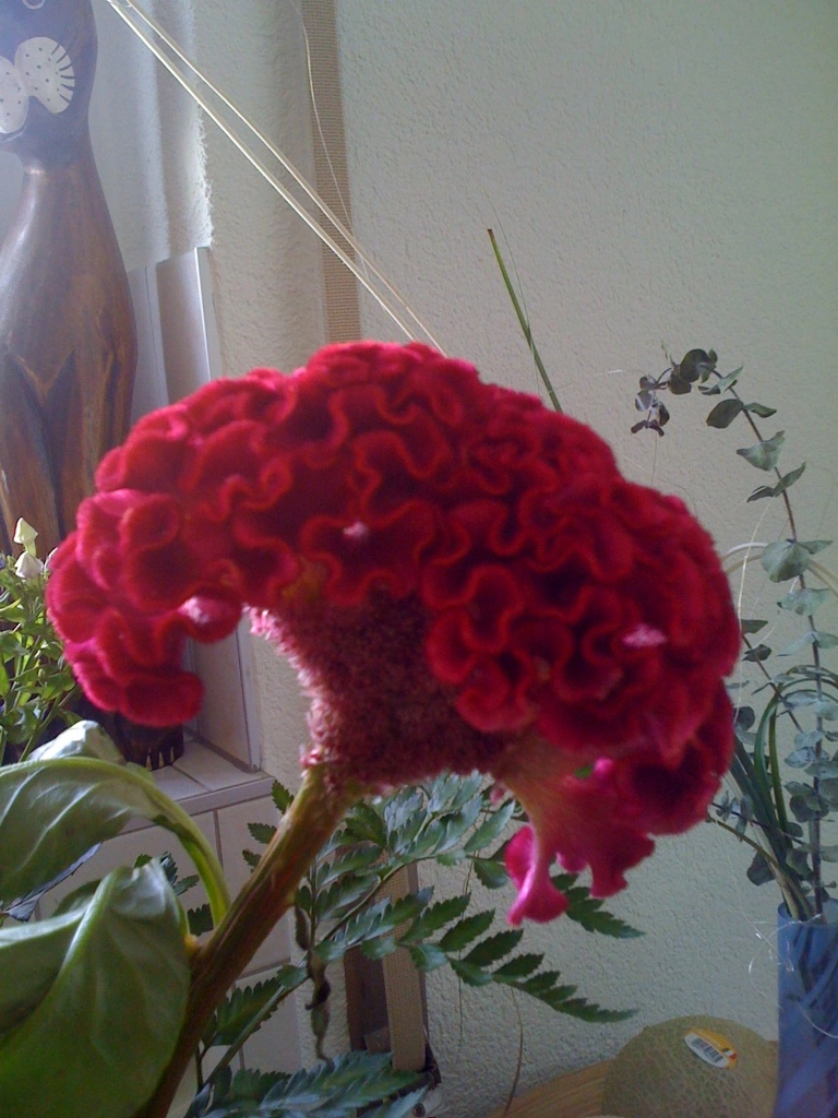 Gelöst blume, rot mit schweifartiger blütenform [=Celosia