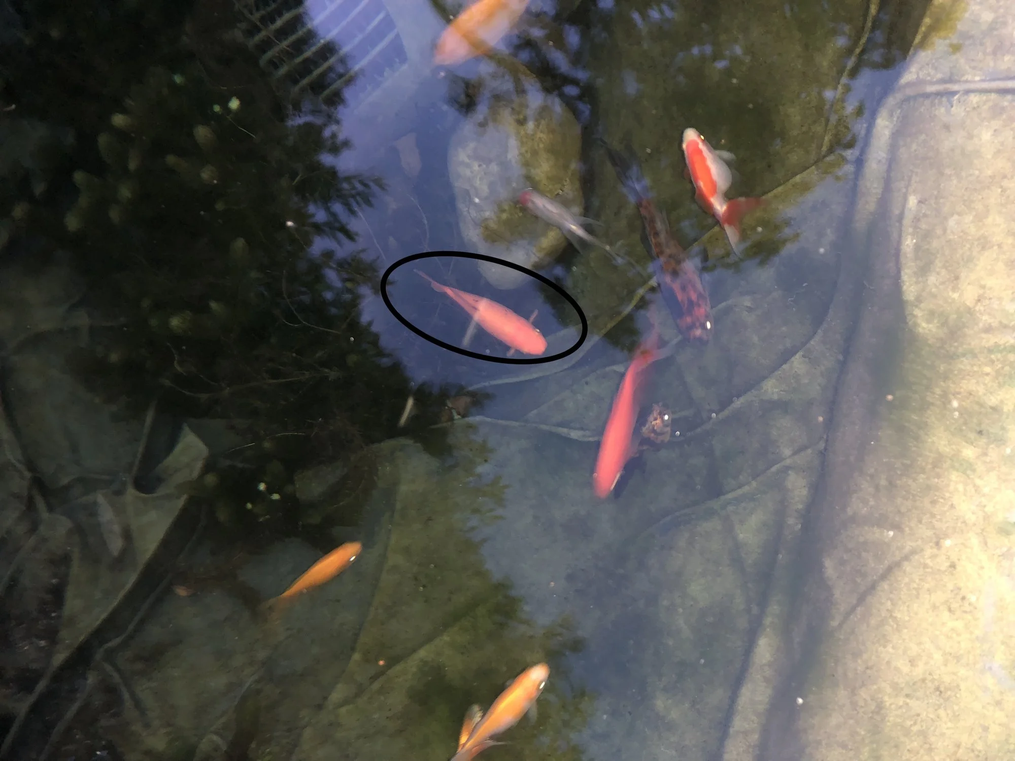 Goldfisch bekommt schwarze Punkte/Flecken