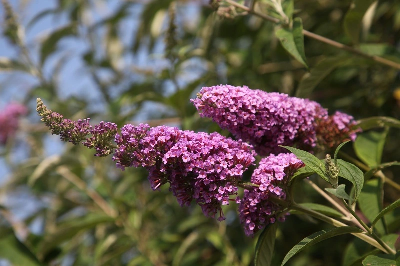 IMG_9929.webp