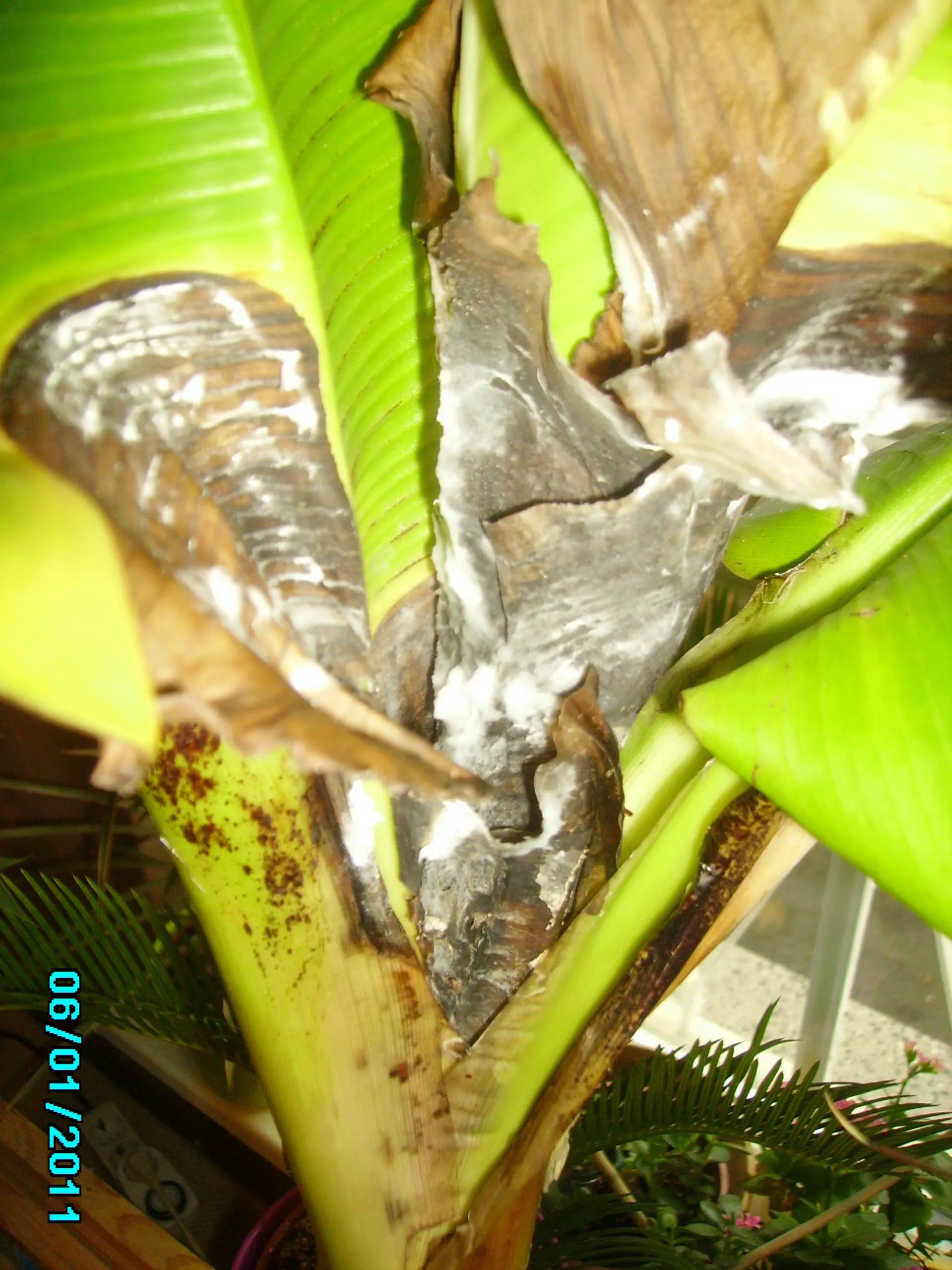 indoor cactus plant care Mouse Tail Cactus - Easy Care Succulent main image 1