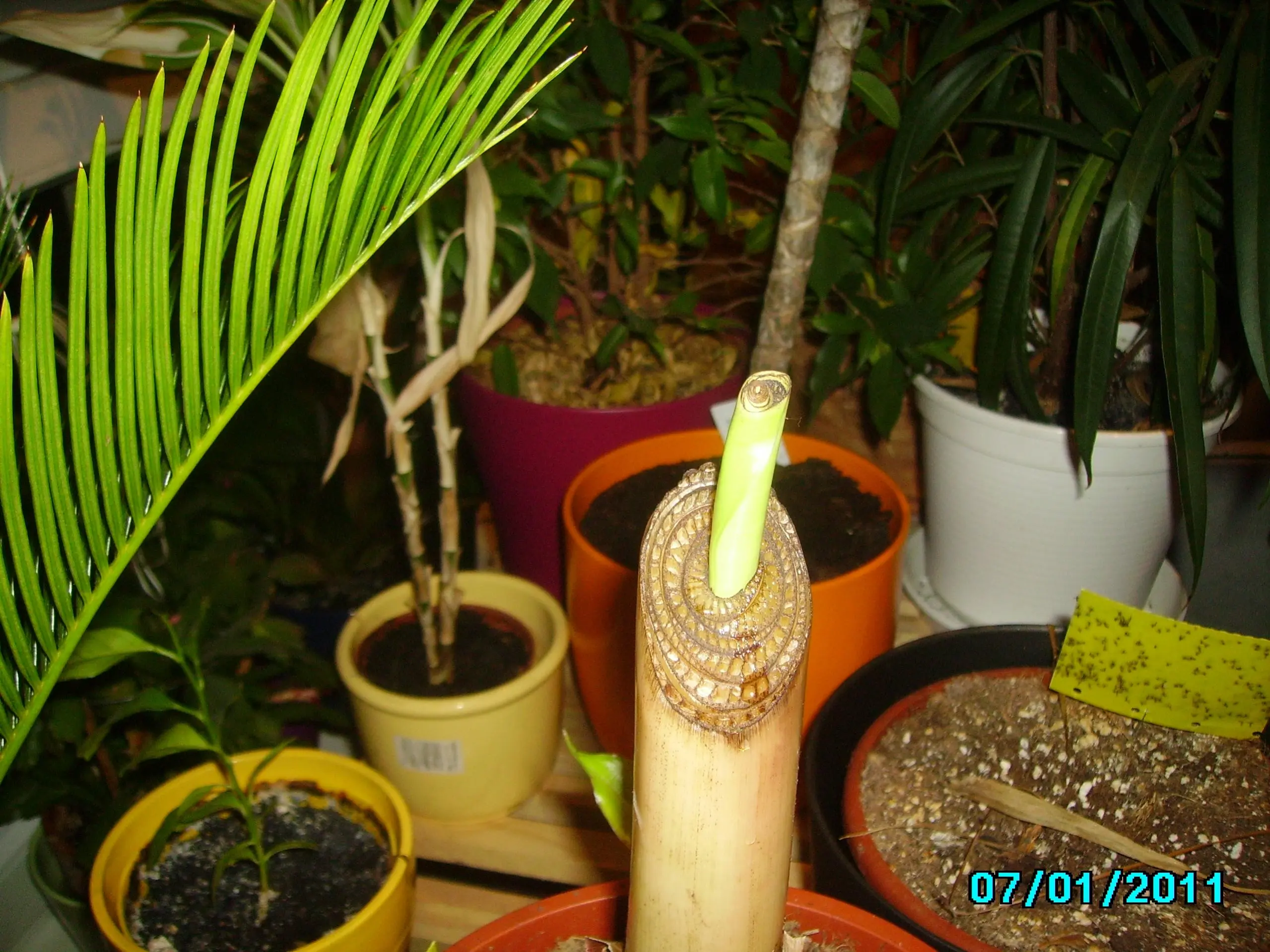 Hilfe meine Bananepflanze schimmelt - Hausgarten.net
