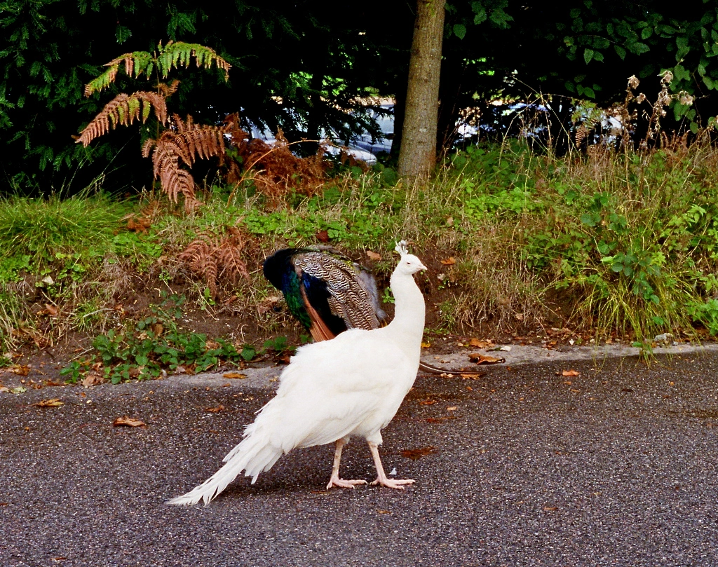 imm000_0-001.webp