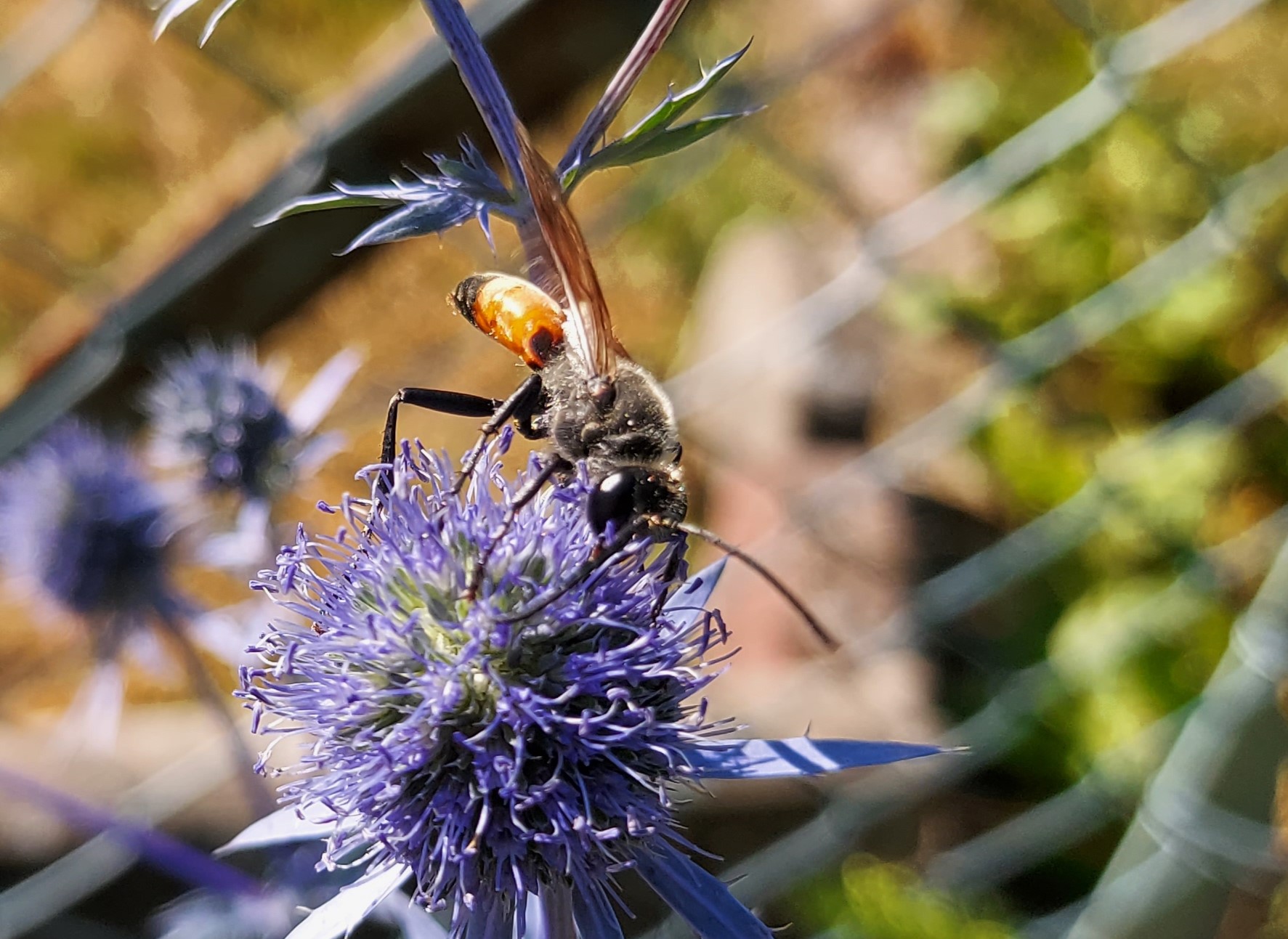 Insekten an blauen Disteln 1.jpg