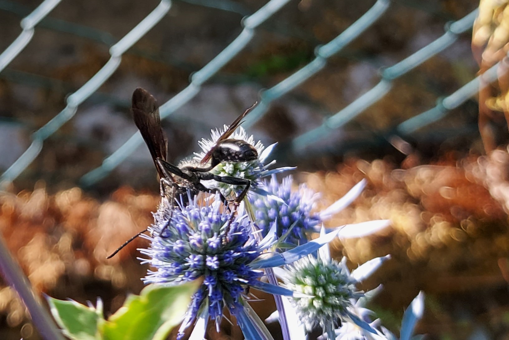 Insekten an blauen Disteln 2.jpg