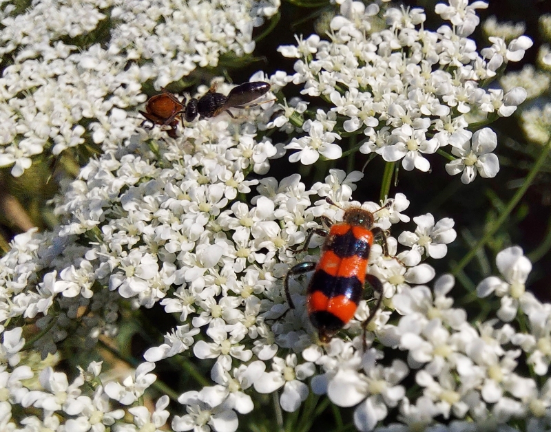 Insekten an Knorpelmöhre 3.jpg