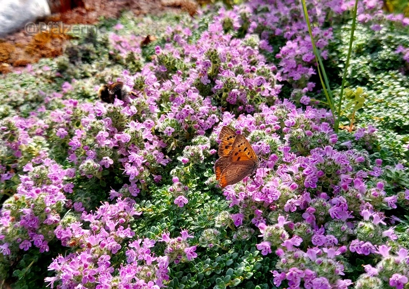Insekten an Thymian 1.webp