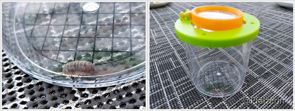 Insekten beobachten.webp