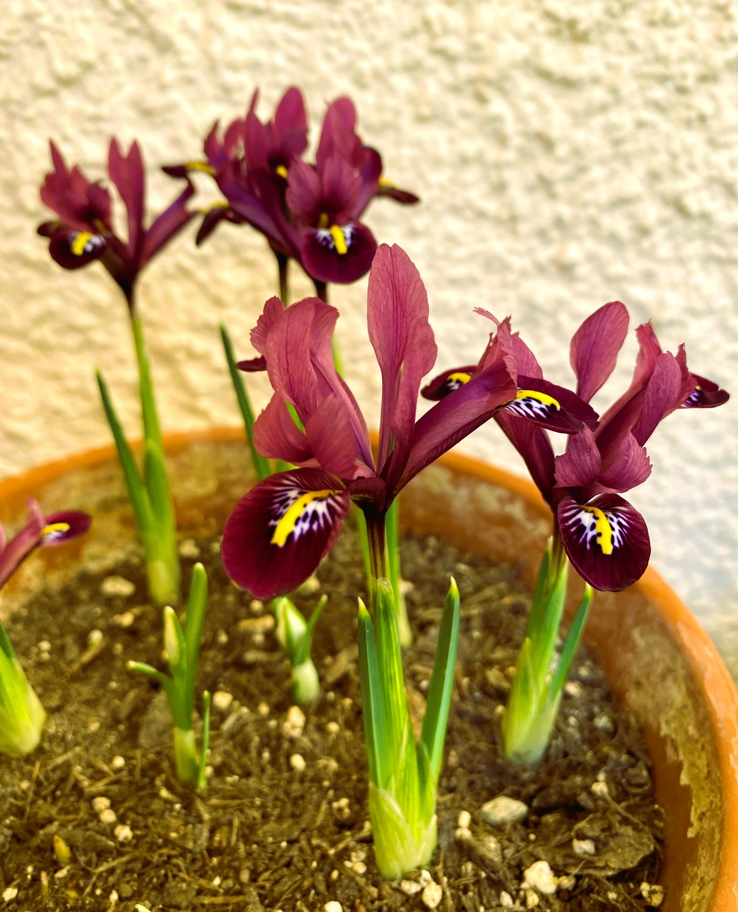 Iris 26.webp