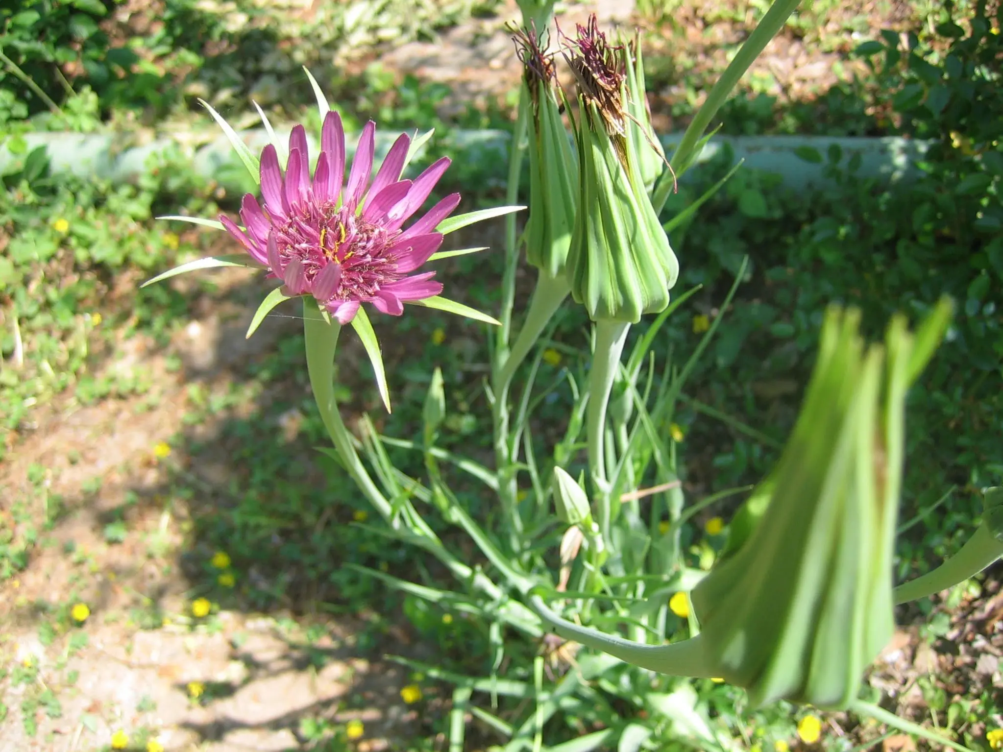 Wie heißt diese Blume?