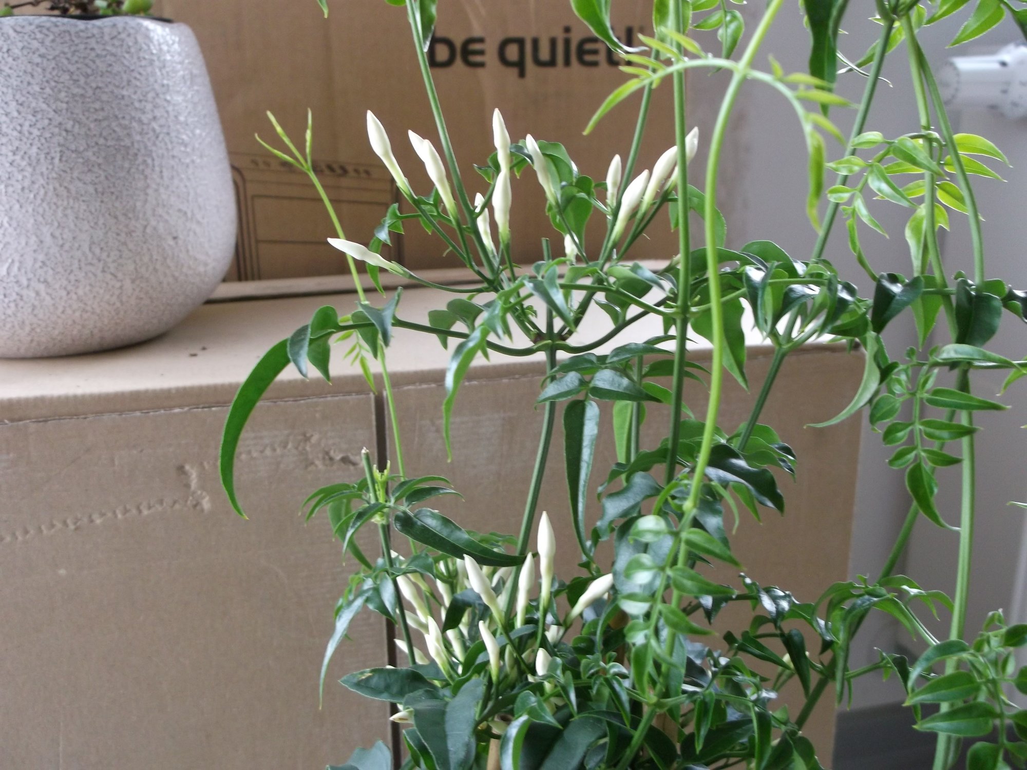 Jasmin Blüte.jpg