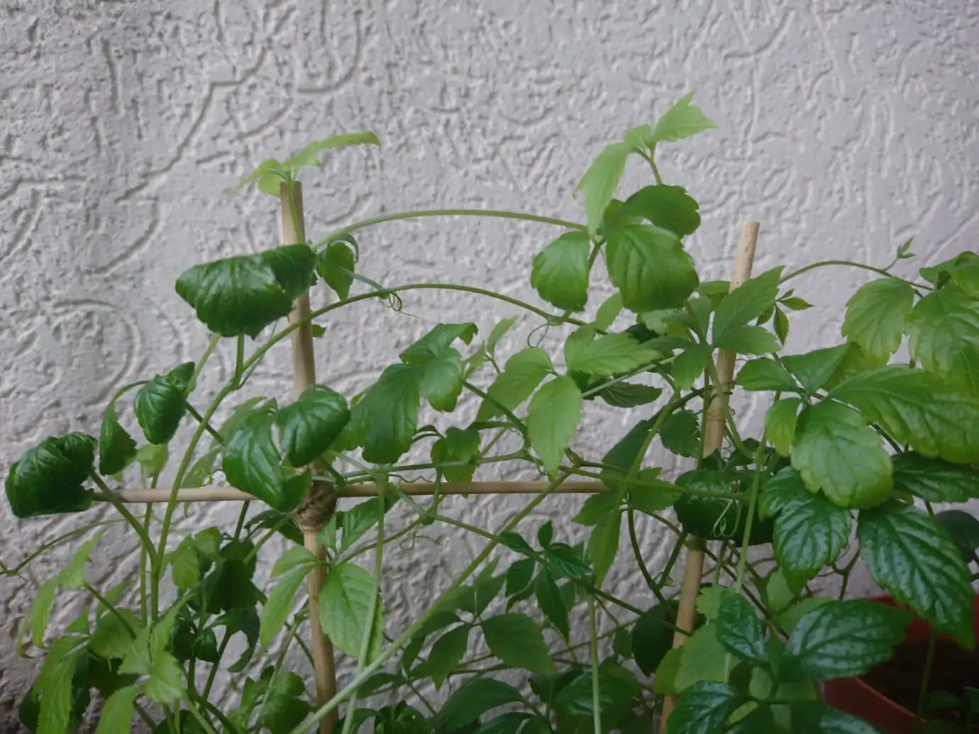 Jiaogulan rollt Blätter ein und verbleicht