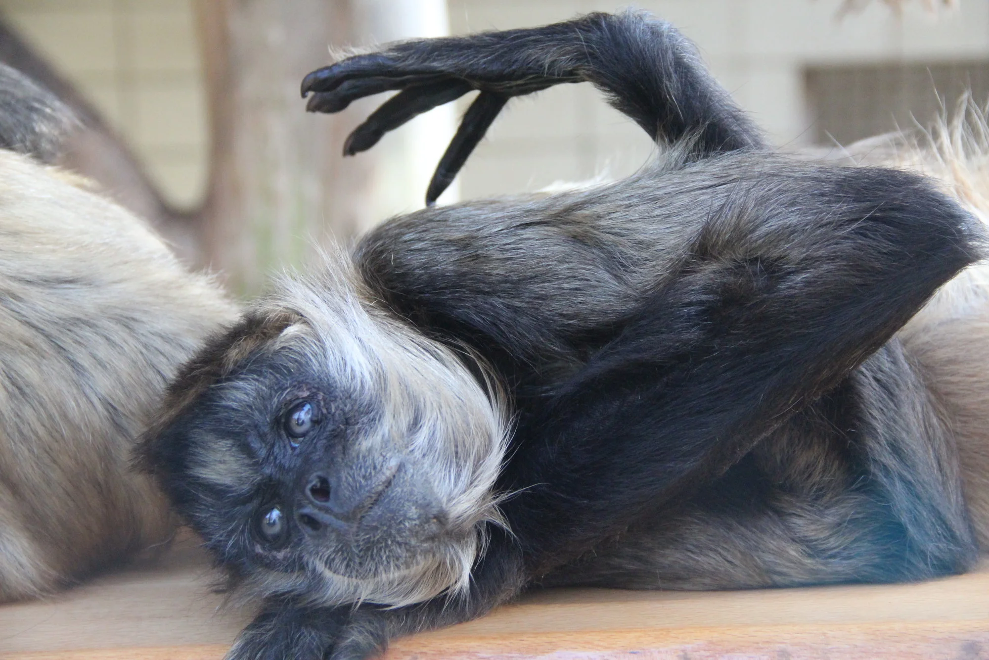 joga affe.webp