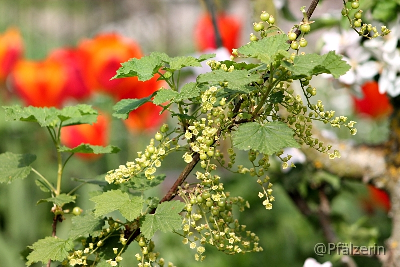 Johannisbeeren 1.webp