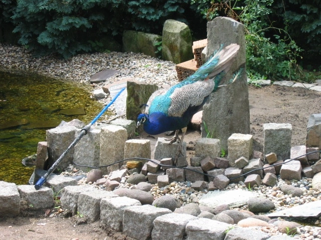 Pfau im Garten