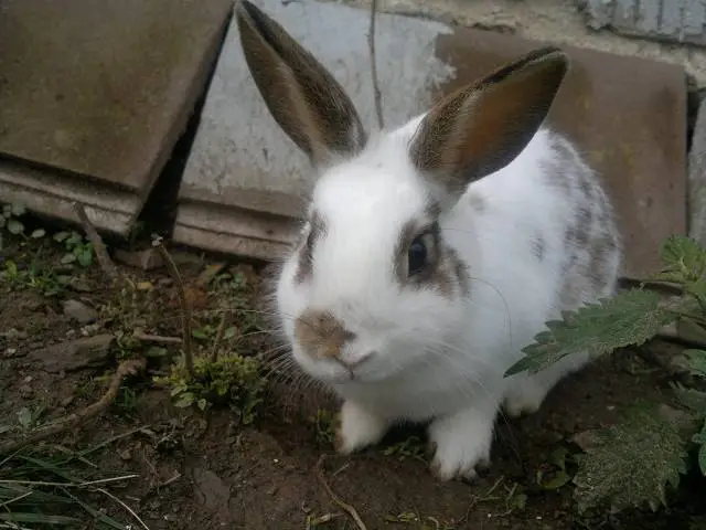 Es ist Erdbeerzeit !! - Hausgarten.net