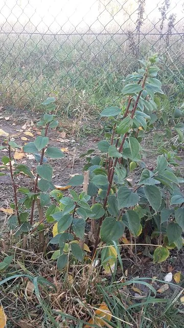 k-20181016_161838.webp