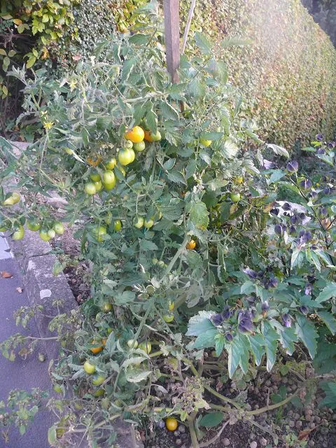 k-Tomate spät.webp