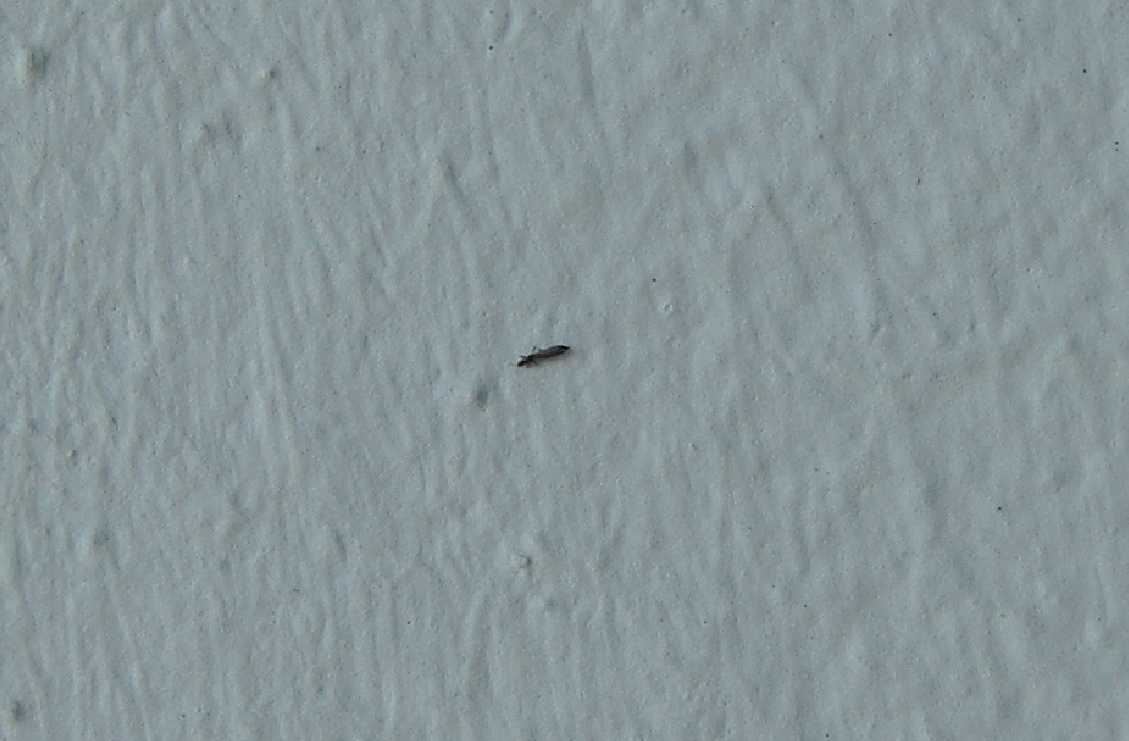 23 mm große lange schwarze Viecher überall