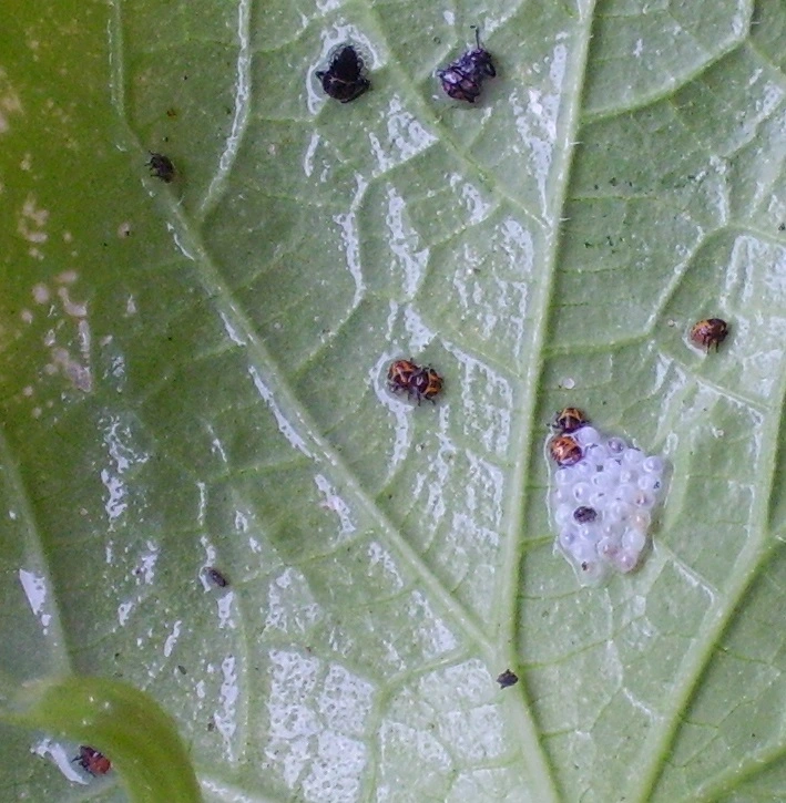 Käfer auf Gurke u. Kartoffel b.webp