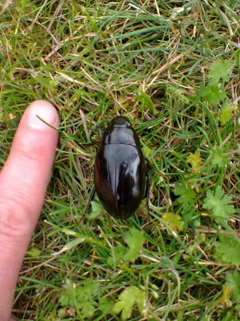 großer glänzender Käfer
