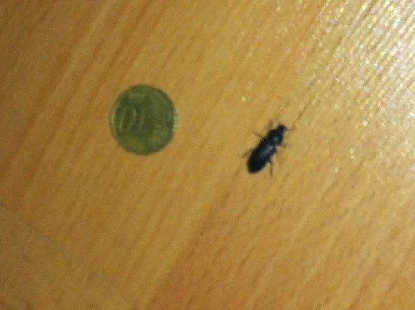Kleine Schwarze Käfer..(