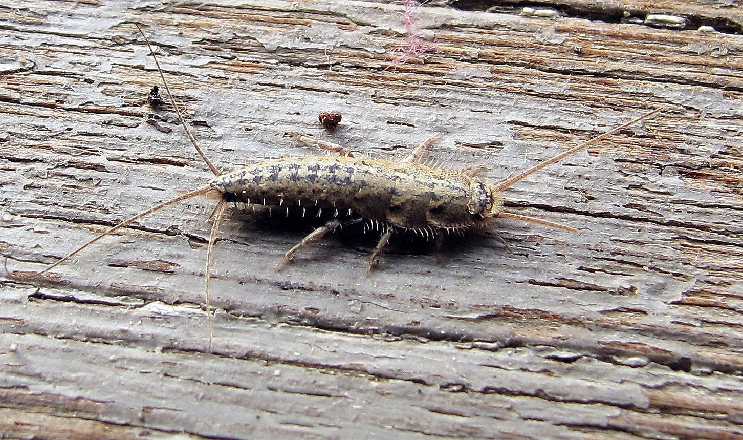 kammfischchen.webp