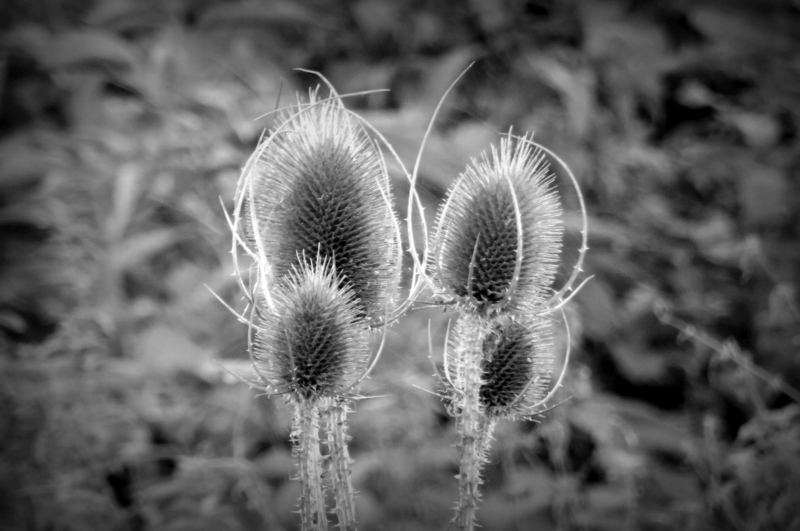 Kardendistel im Herbst.jpg