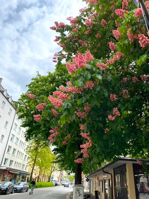 Kastanie.webp