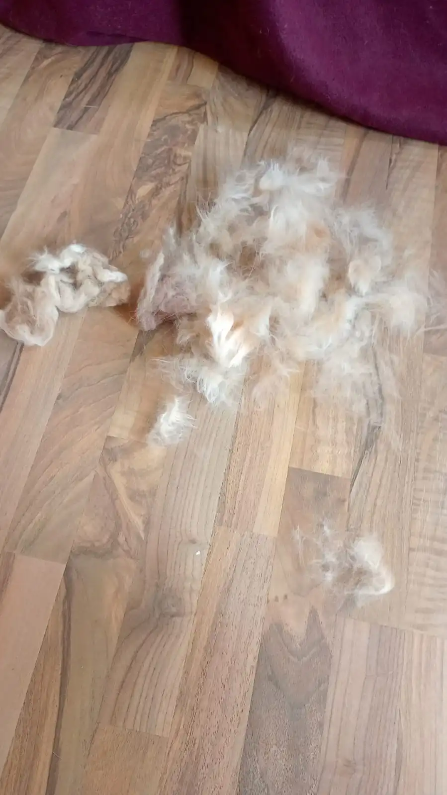 Kater 1.jpg