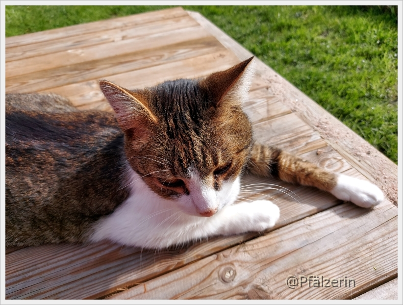 Kater Finn April 2024 2.webp