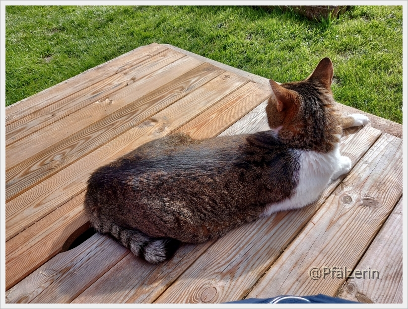 Kater Finn April 2024 5.webp