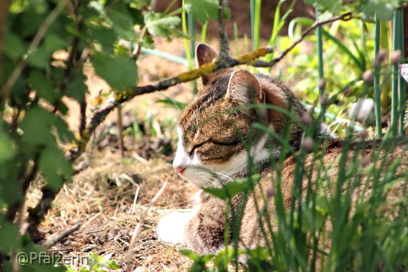 Kater Finn im Gartenbeet 1.webp