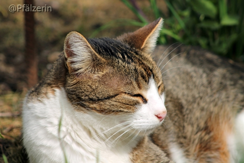 Kater Finn im Gartenbeet 2.webp